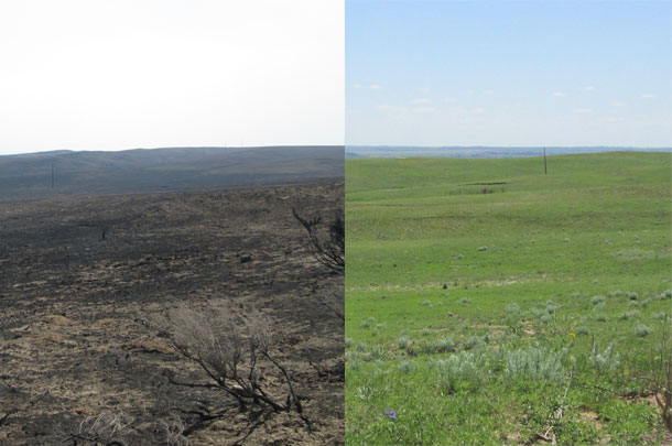 wildfire before and after