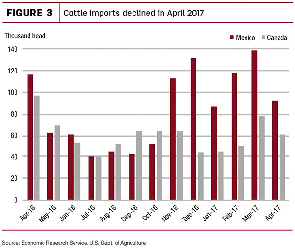 Cattle imports declined in April 2017