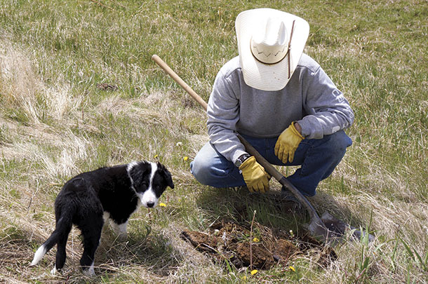 Trainor and Pete checking for dung beetles on Lowry range. Soil health and grazing management is the centerpiece of the operation.
