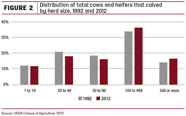 Distribution of total cows and heifers that calved by herd size