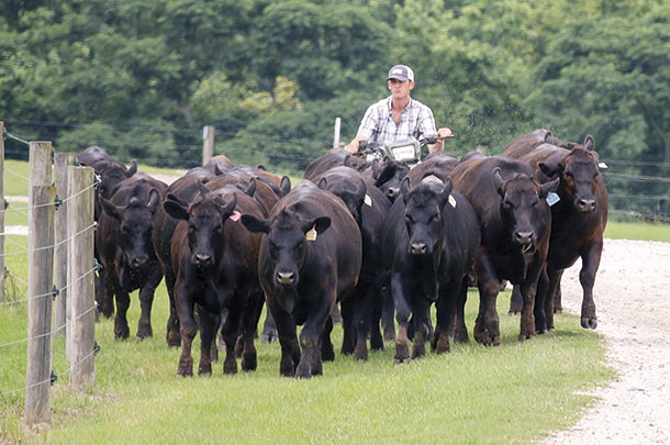 Reid Harrison joined the Yon family in May, and he is what they call a “walking cattle encyclopedia.”