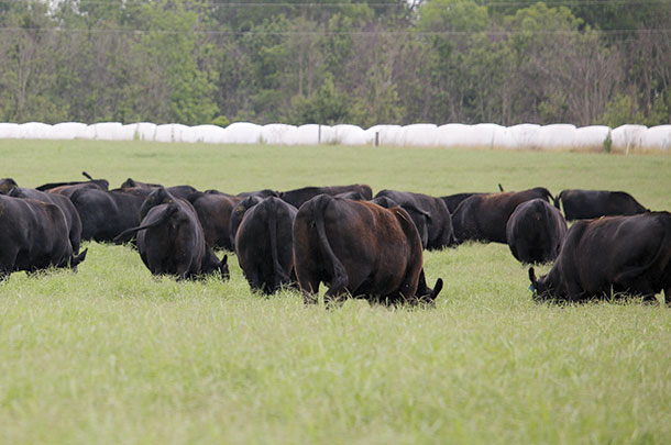 The Yons pride themselves on being grass farmers and have bred cattle that are suited for their environment. 