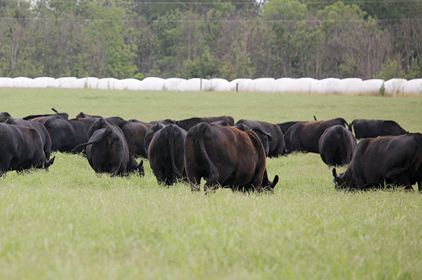The Yons pride themselves on being grass farmers and have bred cattle that are suited for their environment.