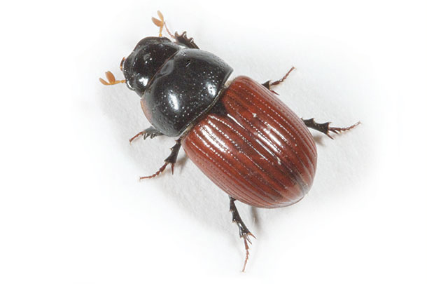 Common dug beetle