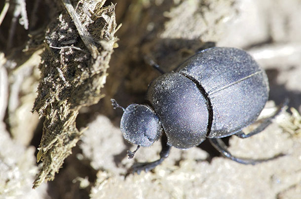 Common tumblebug