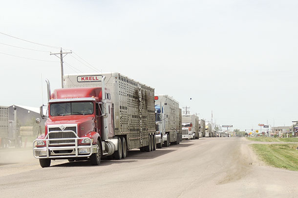 Transporting cattle
