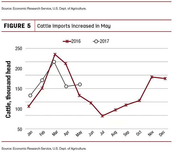 Cattle imports increased in May