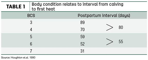 Body condition relates to interval from claving to first heat