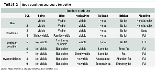 Body condition scorecard for cattle
