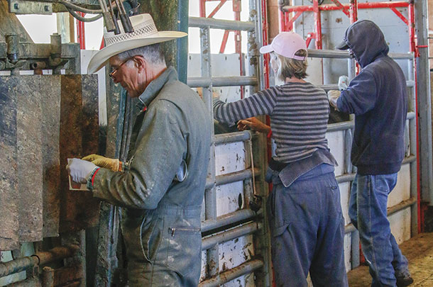 Kirk, Michelle and a ranch employee finish a round of synching protocols