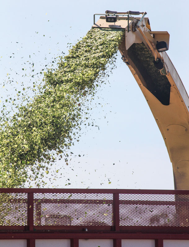 Harvesting the corn plant