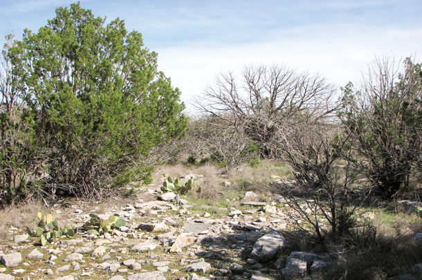 Juniper trees and the terrain