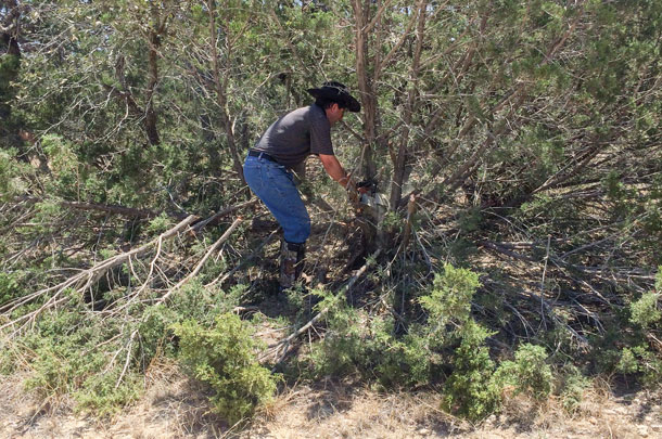 harvesting juniper trees