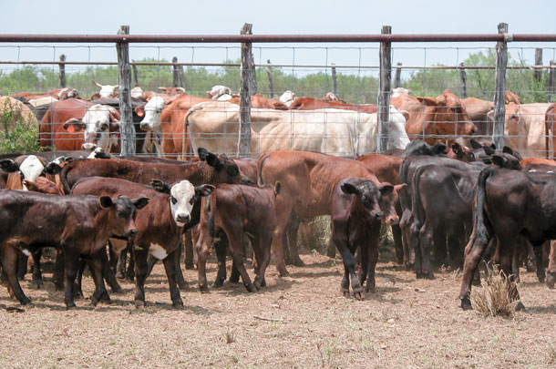Calves being weaned next to their moms
