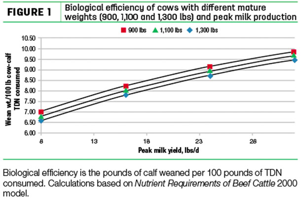 Biological effciency of cows with different mature weights