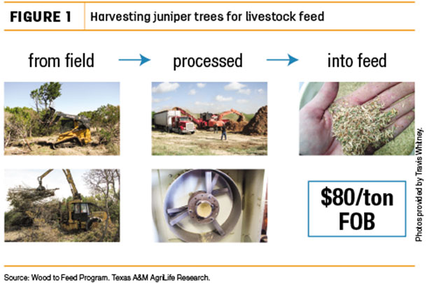 Harvesting juniper trees for livestock feed