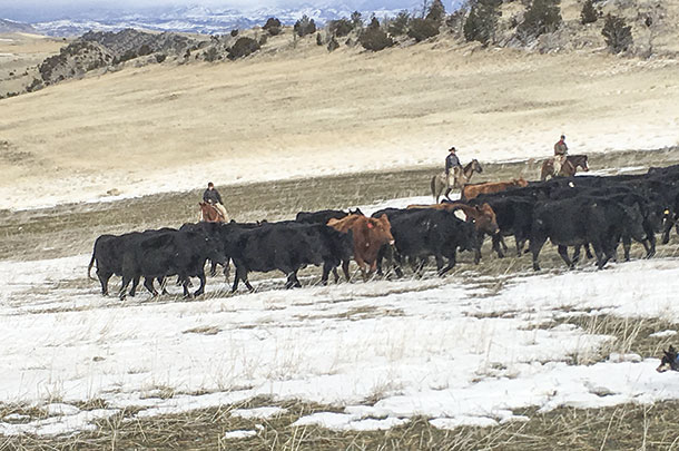 Herding to fresh forage 
