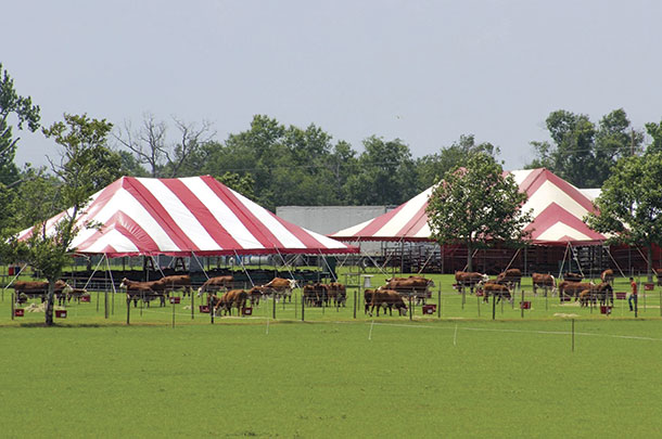 Mead Cattle Enterprises