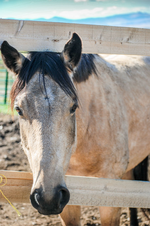 horse head through fence