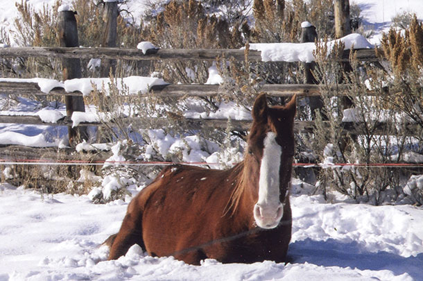Chance takes a nap in the snow