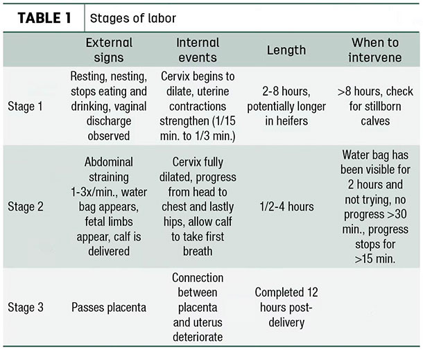 Stages of labor