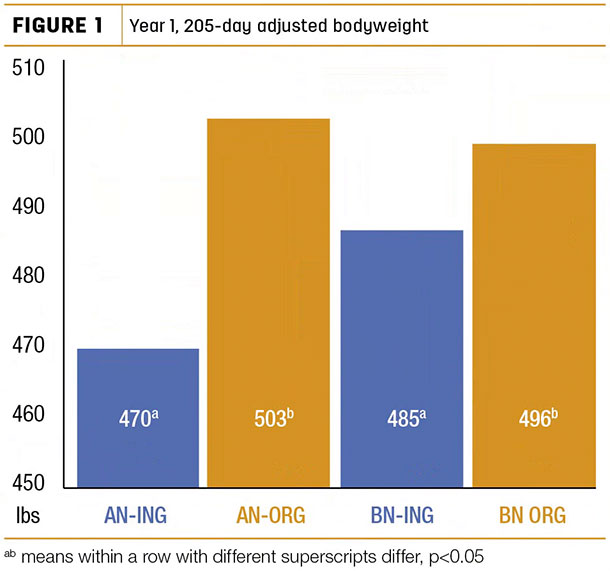 Year 1, 205-day adjusted bodyweight