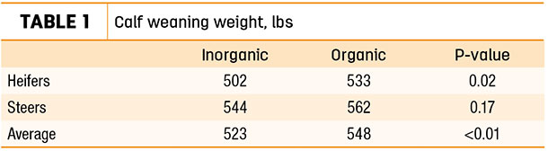 Calf weaning weight