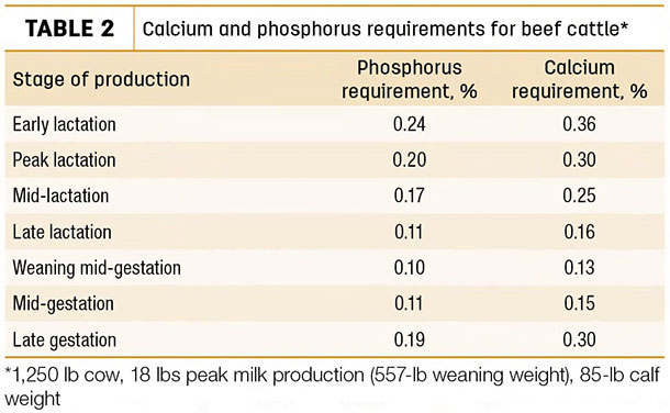 Calcium and phosphorus requirements for beef cattel