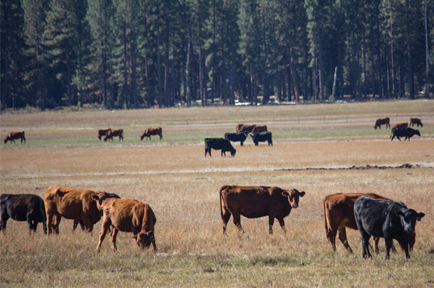 Cattle grazing in wooded area