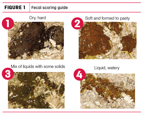 fecal scoring guide