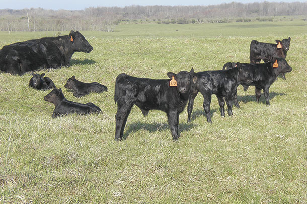 Young cows will produce smaller calves