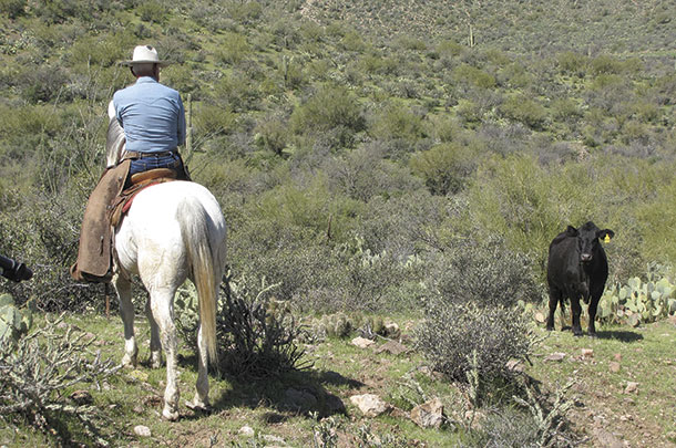 Chuck Backus checks cows near the ranch