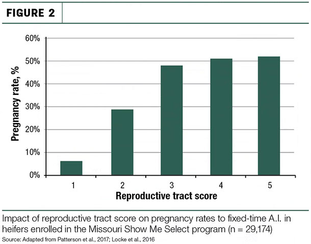 Reproductive tract score