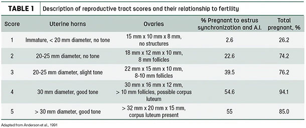 Description of reproductive tract scores and their relationship to fertility
