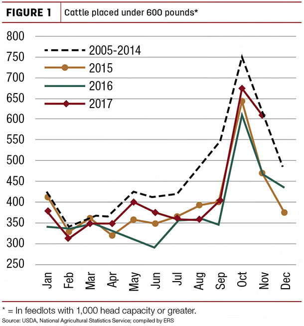 Cattle placed under 600 pounds