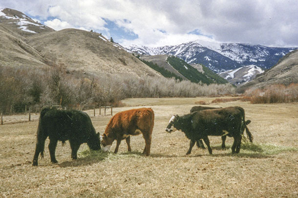 Heaifers grazing
