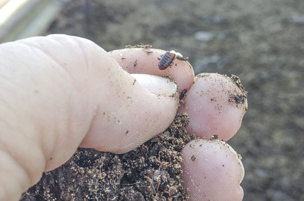 parasitic wasps