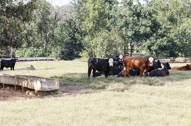 Concrete feedbunks are poured in each pasture so stockers can be fed supplemental commodities