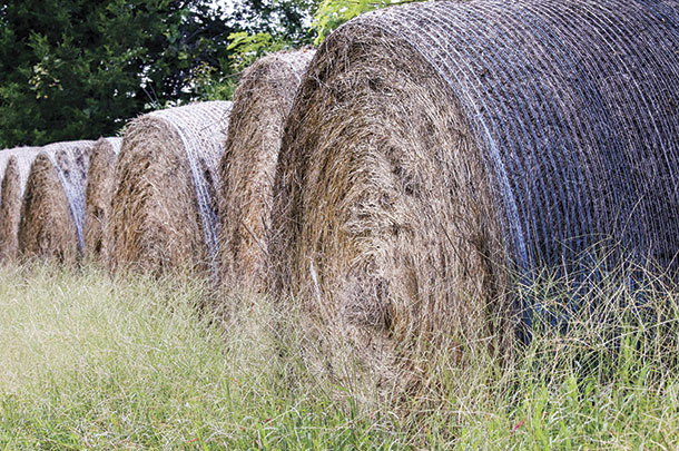 Cow-calf herd are sustained on bermudagrass pasture and bermucagrass bales in winter months