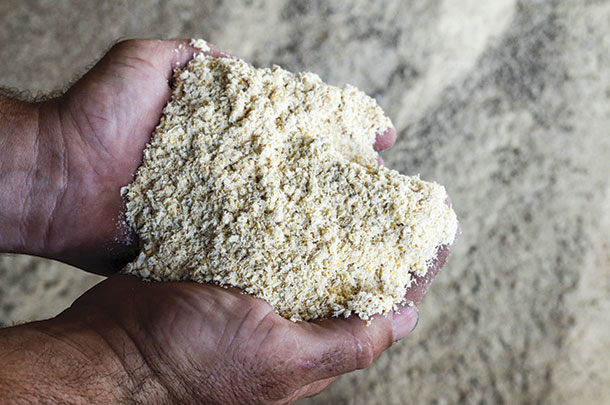 Soyhull pellets, dried distillers grain and corn hominy is fed at 10 pounds per day per head