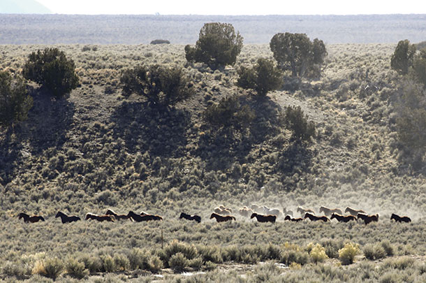 A lorge group of houses heads toward the trap area on the BLM