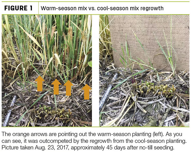 Warm-season mix vs. cool season mix regrowth