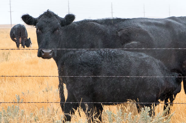 Olders cows are kept on more level pastures