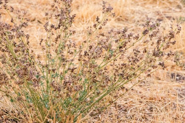 Dryland alfalfa is seeded with crested wheat over much of the range