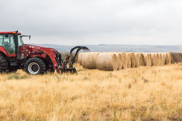 3,000 to 5,000 round bales a year of crested whear and dryland alfalfa