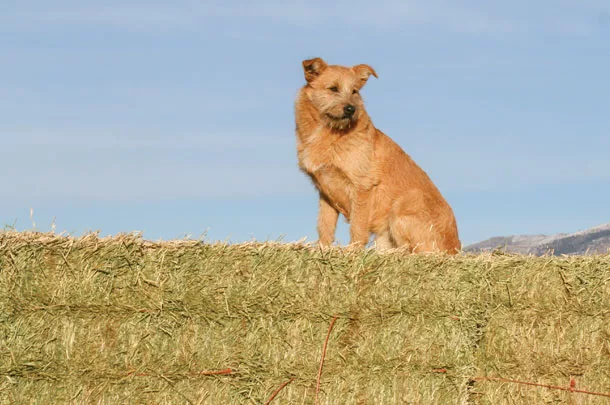 dog