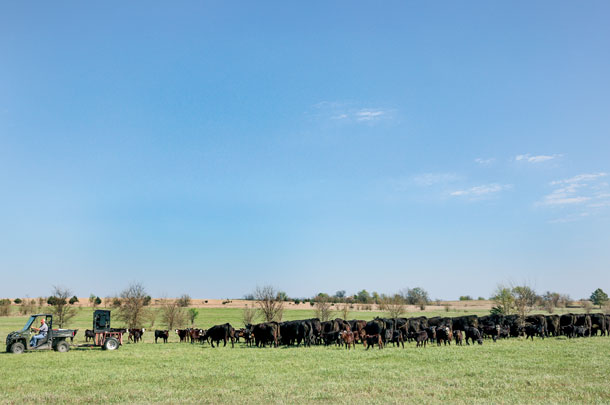 Cows out in pasture