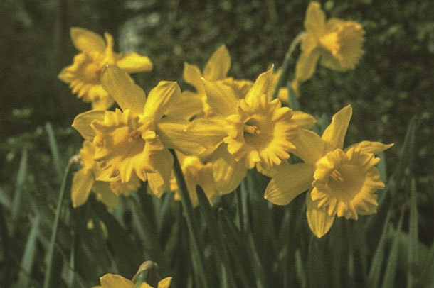 Daffodils