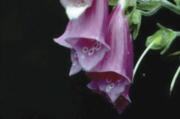 Foxglove
