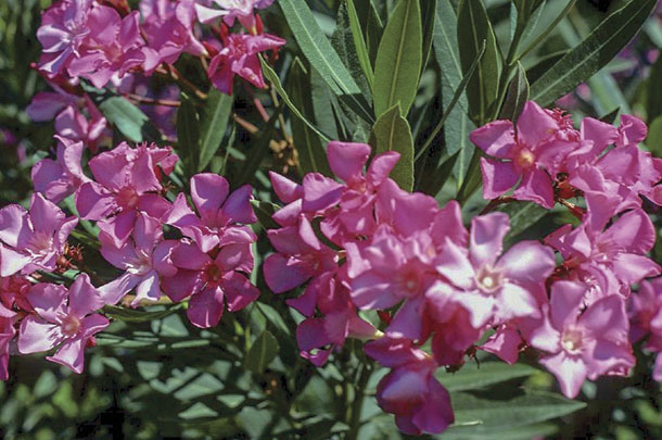 Oleander